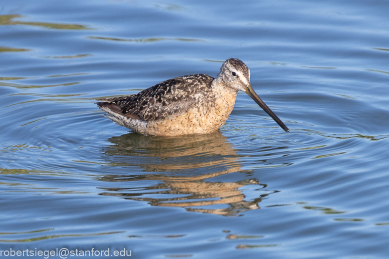 palo alto baylands 2021